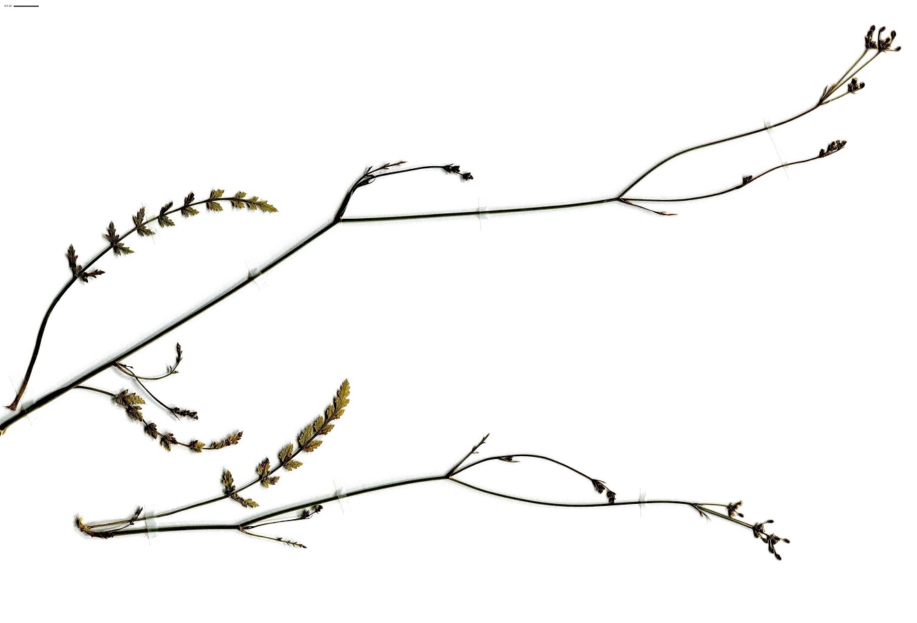 Sison segetum (Apiaceae)